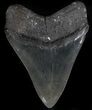 Glossy, Serrated, Megalodon Tooth - Georgia #36831-2